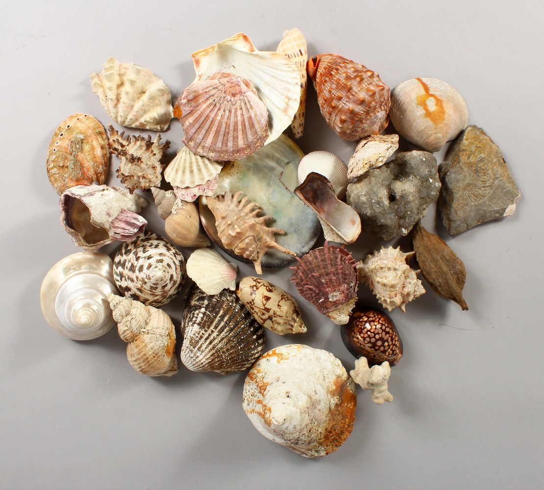A COLLECTION OF SEASHELLS, in a mahogany box. Box: 13.5ins wide.