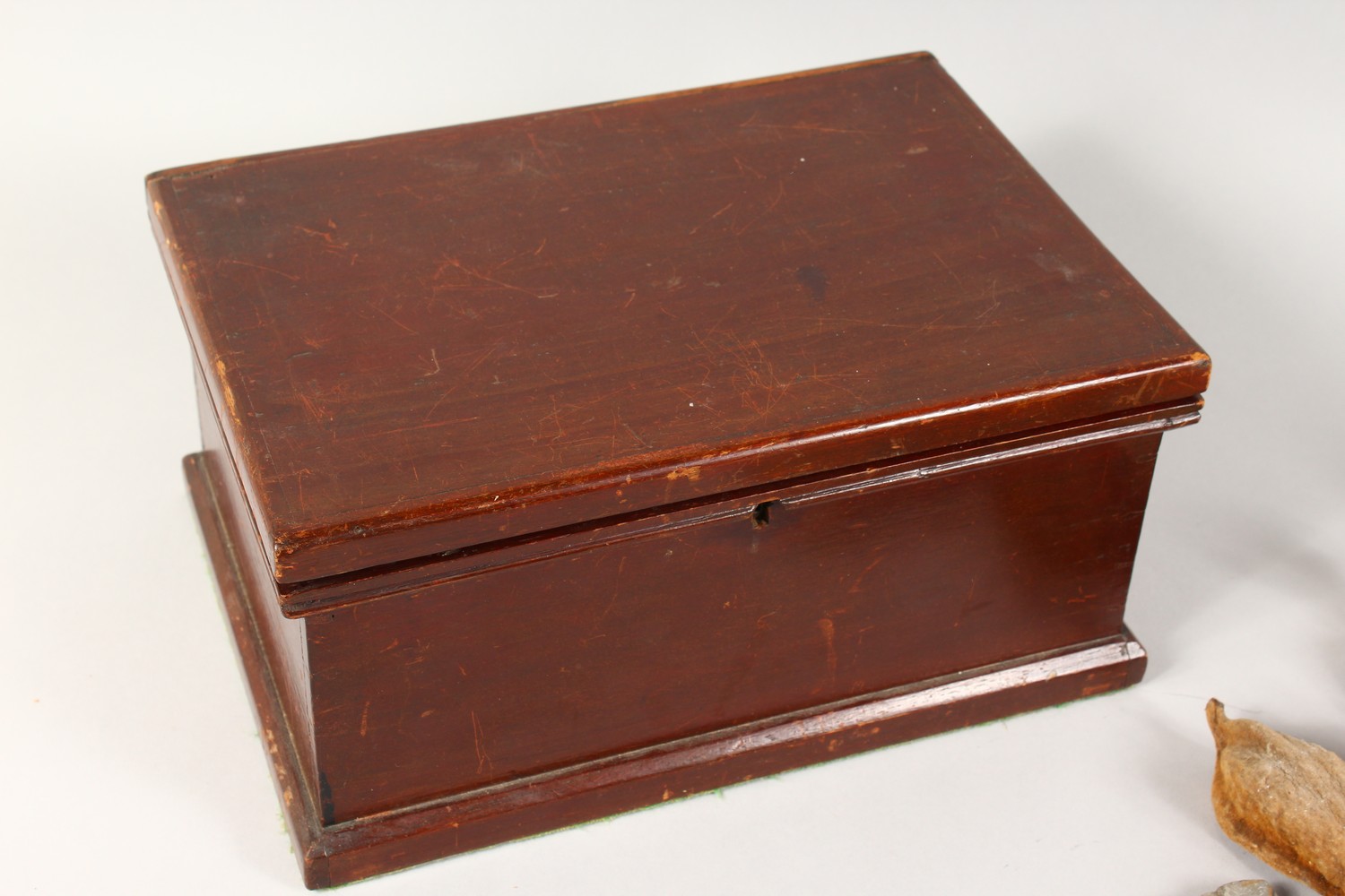 A COLLECTION OF SEASHELLS, in a mahogany box. Box: 13.5ins wide. - Image 5 of 7