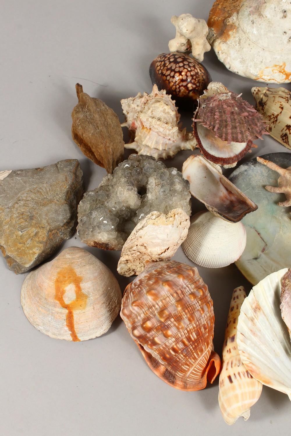 A COLLECTION OF SEASHELLS, in a mahogany box. Box: 13.5ins wide. - Image 2 of 7