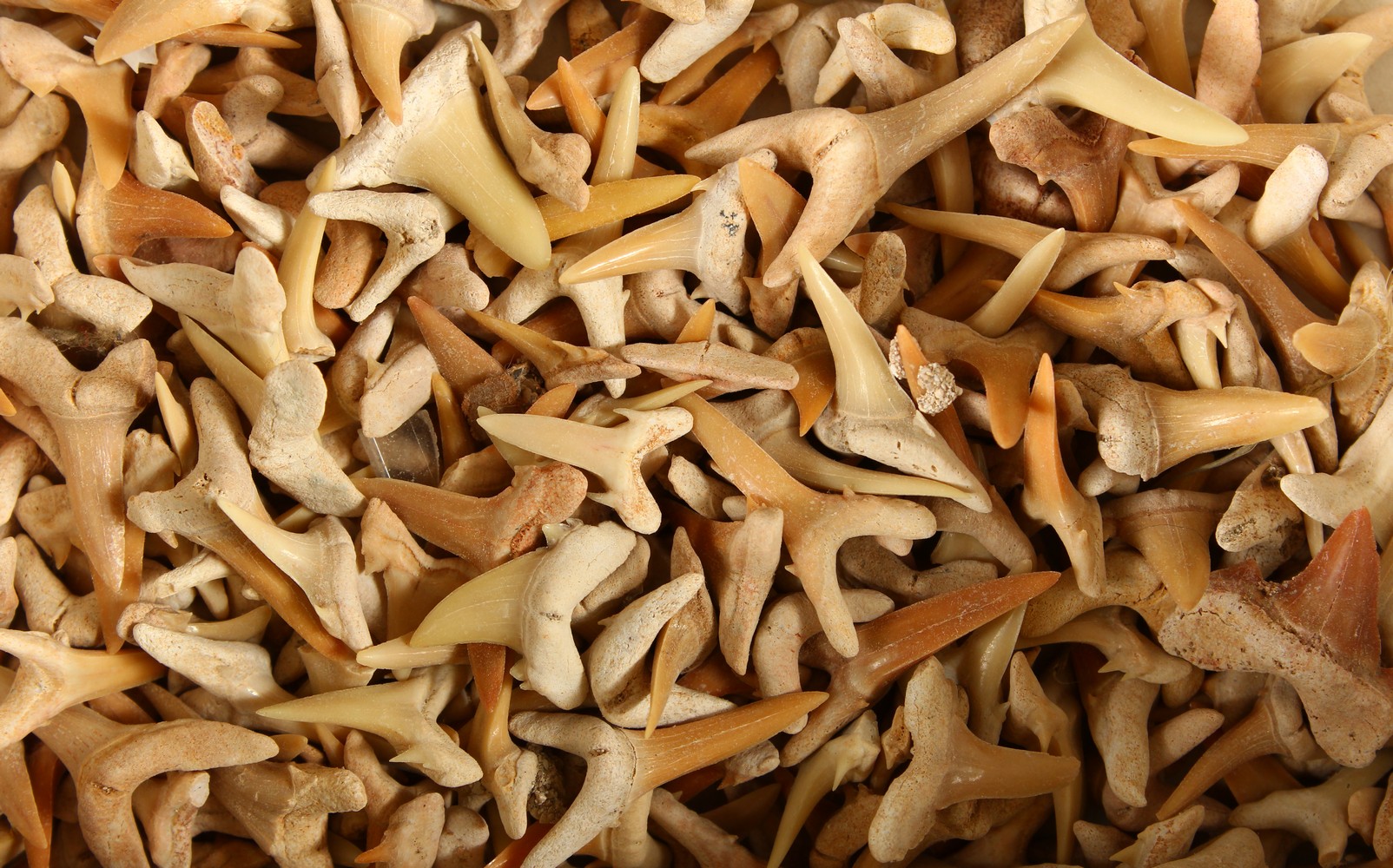 A SMALL BOX OF SHARKS TEETH.