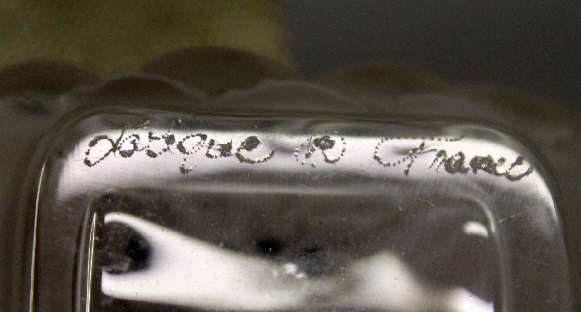 A LALIQUE FROSTED GLASS CHRYSANTHEMUM CIRCULAR-SHAPED ATOMISER. with chrome top and puffer. Engraved - Image 7 of 7