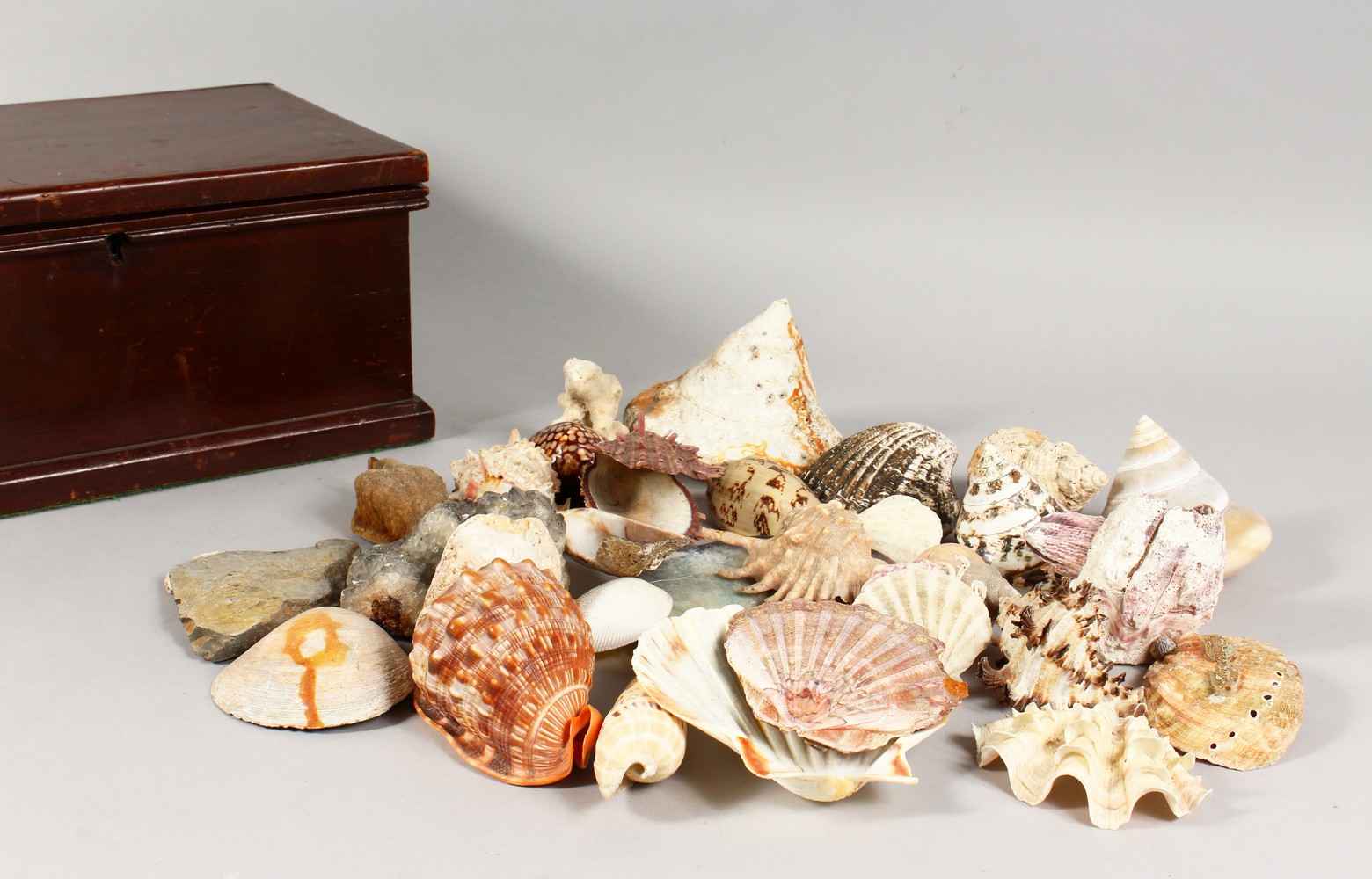 A COLLECTION OF SEASHELLS, in a mahogany box. Box: 13.5ins wide. - Image 7 of 7