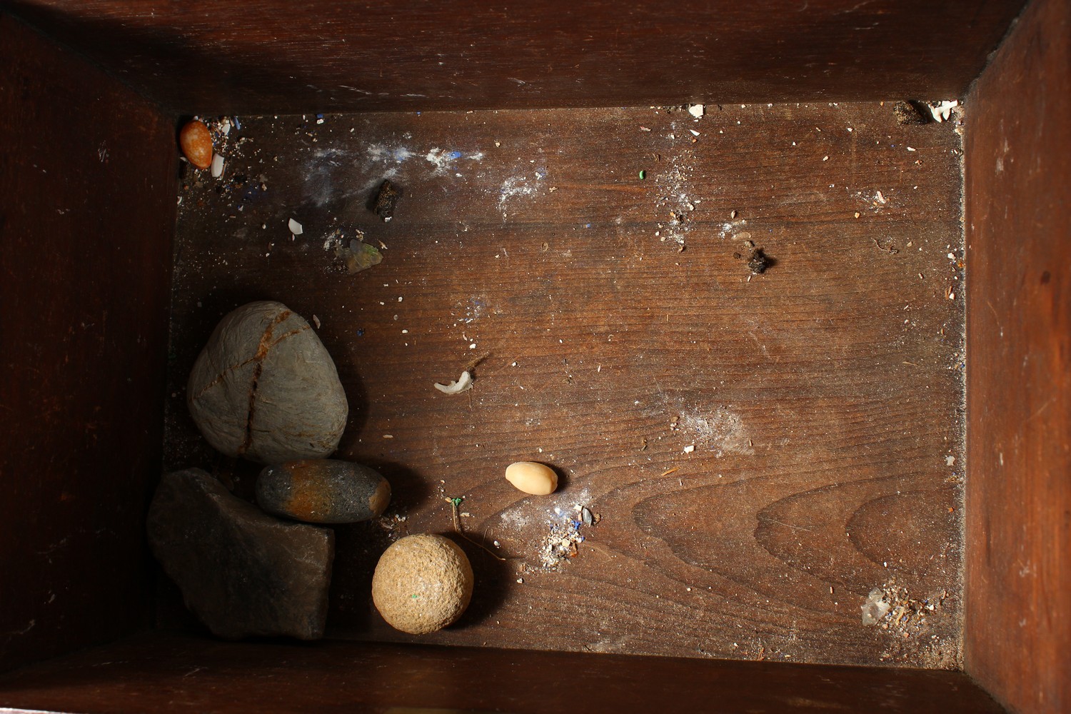 A COLLECTION OF SEASHELLS, in a mahogany box. Box: 13.5ins wide. - Image 6 of 7