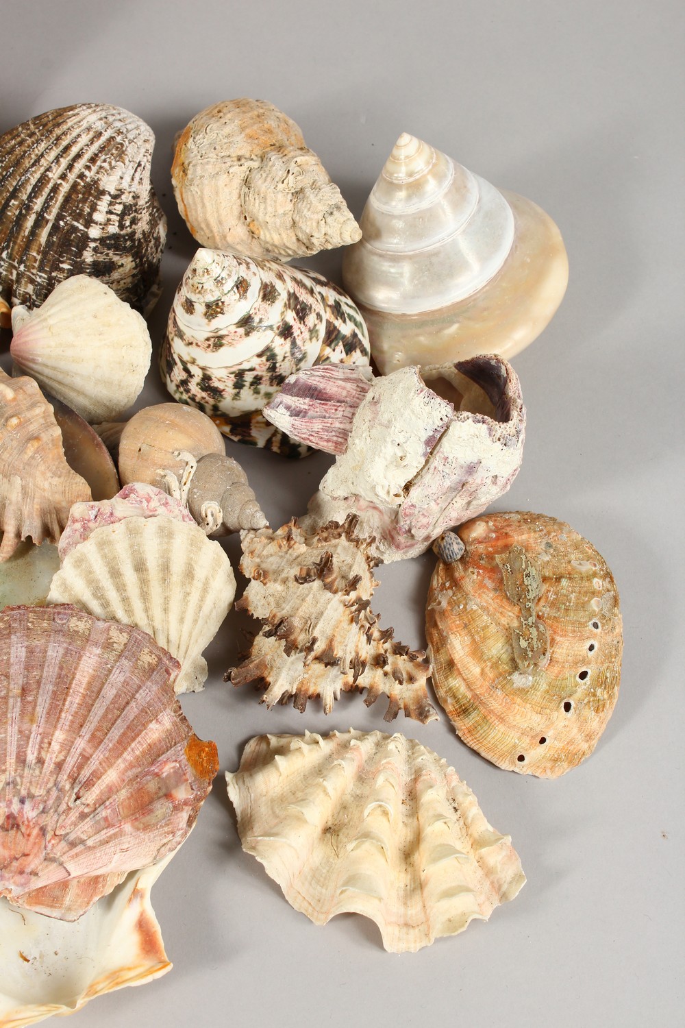 A COLLECTION OF SEASHELLS, in a mahogany box. Box: 13.5ins wide. - Image 4 of 7
