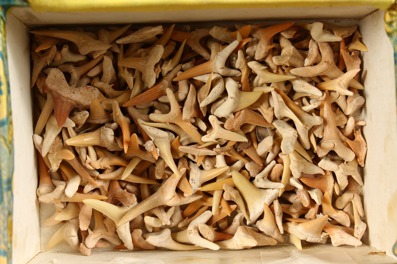 A SMALL BOX OF SHARKS TEETH. - Image 2 of 3