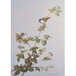 David Andrews (20th Century) British. Tits on a Branch, Signed, Watercolour, 19" x 14".