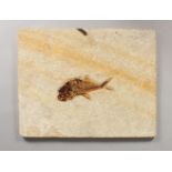 A STONE PANEL CONTAINING A FOSSILISED FISH. Panel: 13.5ins x 11ins.