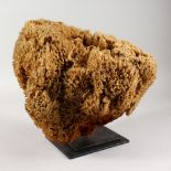 AN UNUSUAL, LARGE SPONGE SPECIMEN, mounted on a stand. 13ins wide.