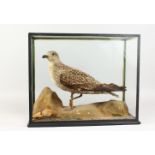 TAXIDERMY. A JUVENILE HERRING GULL, stuffed and mounted in a display case. Case: 21ins long.