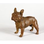 A SMALL CAST BRONZE FRENCH BULLDOG.