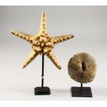 A STARFISH AND CORAL SPECIMEN, each mounted on a stand. Starfish: 8ins wide.