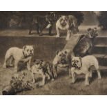 After Arthur Wardle, 'Photogravure of Champion Bulldog Bitches', Published 1924, 20" x 27.5".