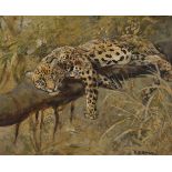 Cuthbert Edmund Swan (1870-1931). Study of a Leopard in a Tree, Oil on Board, Signed, 7" x 9".