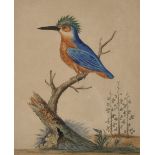 Circle of William Hayes (18th Century) English. A Kingfisher, Watercolour and Ink, 9.5" x 7.5".