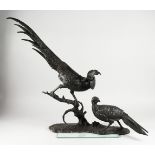ANTON BUSCHELBERGER (1869-1934) A SUPERB LARGE BRONZE GROUP OF COCK AND HEN ORNAMENTAL PHEASANTS, on