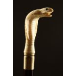 A BONE HANDLED WALKING STICK, carved as a cobra. 35.5ins long.