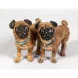 A GOOD PAIR OF PAINTED BRONZE COLD CAST PUG DOG INKWELLS. 4ins long.