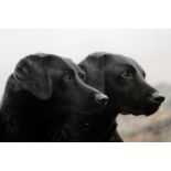 STEVEN TOWNSEND "PARTNERS". Limited edition colour print of two labradors. Image 16ins x 18ins.