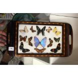 A butterfly tray
