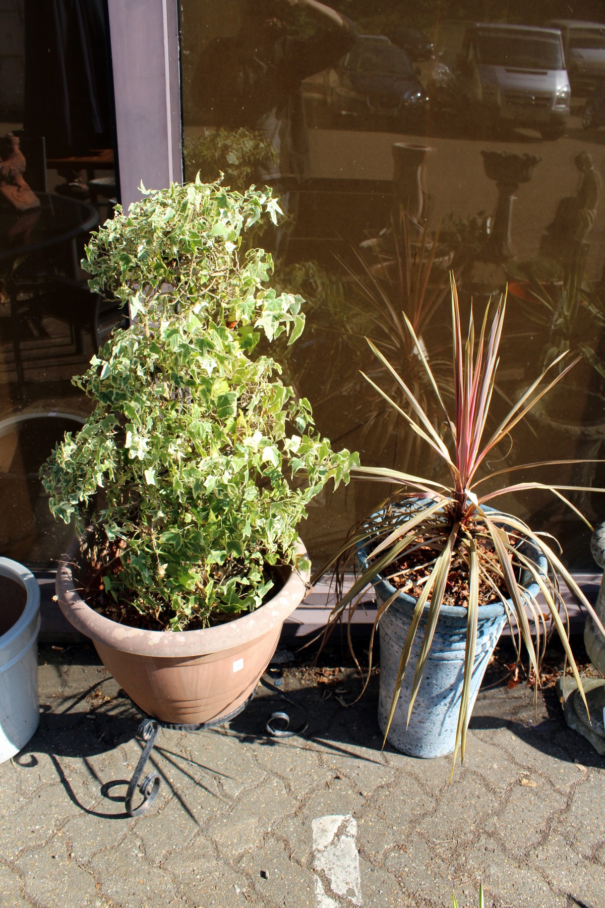 Two garden planters containing shrubs