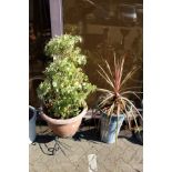 Two garden planters containing shrubs