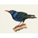20th Century English School. A Study of a Starling, Watercolour, Initialled and Dated, along with