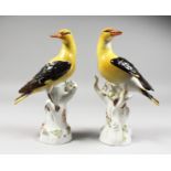 A GOOD PAIR OF 19TH CENTURY MEISSEN YELLOW AND BLACK ORIOLES standing on flower encrusted tree