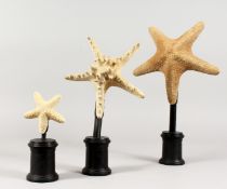 THREE SPECIMEN STARFISH on plinths. 8ins, 7ins and 4ins.