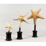 THREE SPECIMEN STARFISH on plinths. 8ins, 7ins and 4ins.