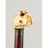 A VICTORIAN WALKING CANE with an ivory handle carved as a dog's head. 34ins long.