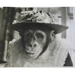 PHOTOGRAPHY, quantity of large press photos of Chimpanzees wearing clothes and playing with props in