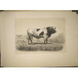[CATTLE] 25 fine 19th c. prints of cows, etc. (25).