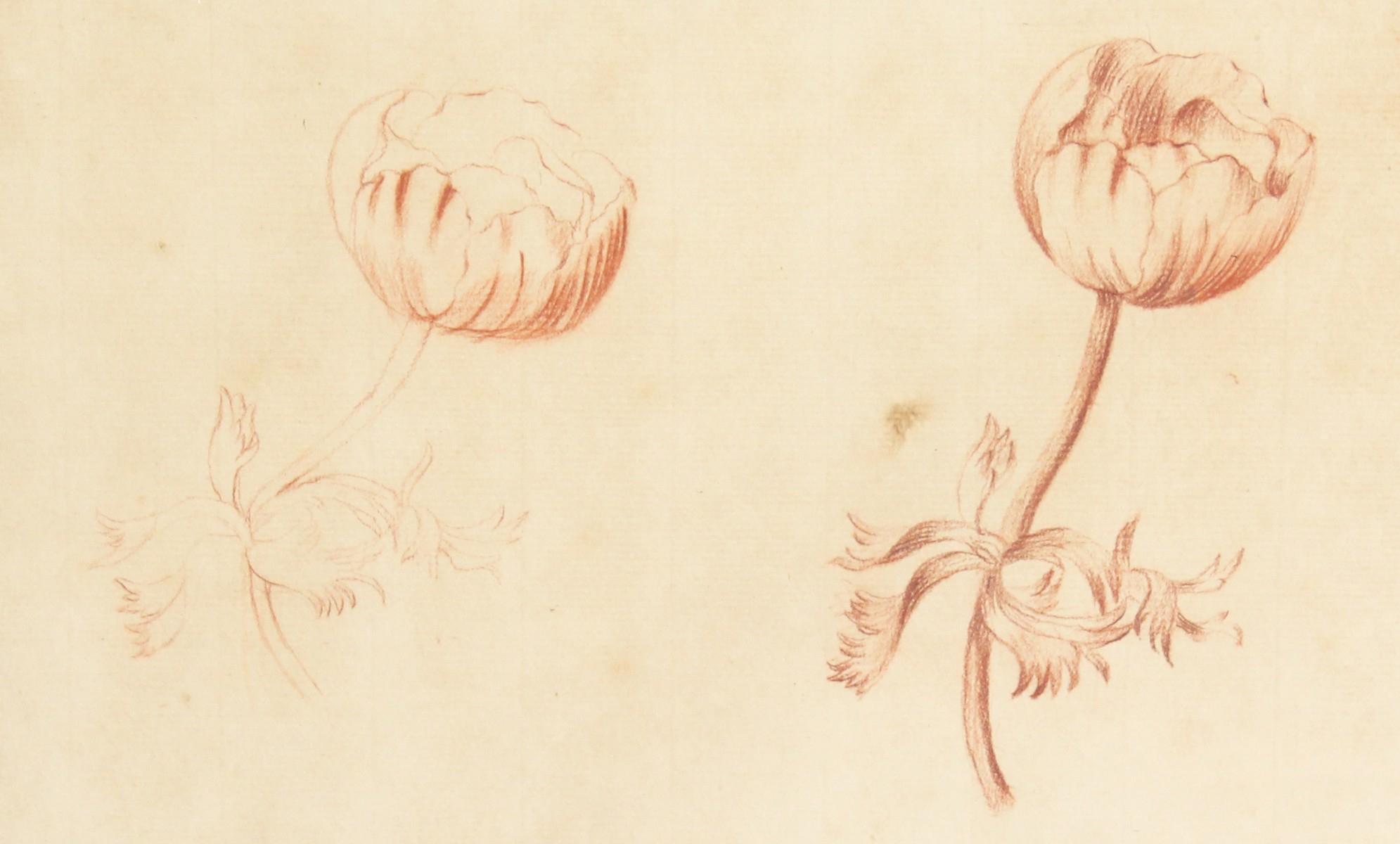 An 18th Century Sanguine Study of a flower, Initialled H.B. and dated July 10 1765. 8" x 11".