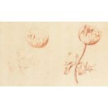 An 18th Century Sanguine Study of a flower, Initialled H.B. and dated July 10 1765. 8" x 11".