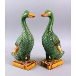 A GOOD PAIR OF CHINESE SACAI GLAZED POTTERY DUCKS, both in inclined positions, stood upon moulded