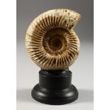 AN AMMONITE SPECIMEN. 4ins.