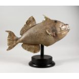 TAXIDERMY - A TRIGGERFISH