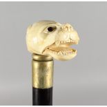 A WALKING STICK, the bone handle carved as a dog's head. 35ins long.
