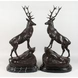 AFTER MOIGNIEZ A LARGE PAIR OF BRONZE STAGS, on marble bases. 29ins high.