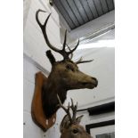 A large "Eight Pointer" stuffed and mounted stag's head on an oak shield shaped plaque.