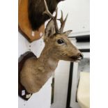 A stuffed and mounted roe deer's head on a shield shaped plaque.