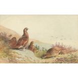 Archibald Thorburn (1860-1935) British. 'Grouse in a Highland Landscape', Watercolour & Pencil,