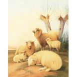 Fredrick Valter (1850-1930) British, sheep resting at dusk, watercolour, signed, 14"x11".