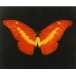 Damien Hirst, (b. 1965), red butterfly, framed print, signed in pencil 'for Daniel', paper
