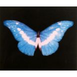 Damien Hirst, (b.1965), Blue butterfly, framed print, signed in pencil, paper dimensions 16" x 17.
