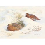 Donald Watson (1918-2005) British. 'Pair of Red Grouse Sheltering', Watercolour, Signed and Dated