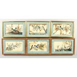 A SET OF SIX CHINESE PICTURES of birds on rice paper, in gilt frames. 7.5ins x 4ins.