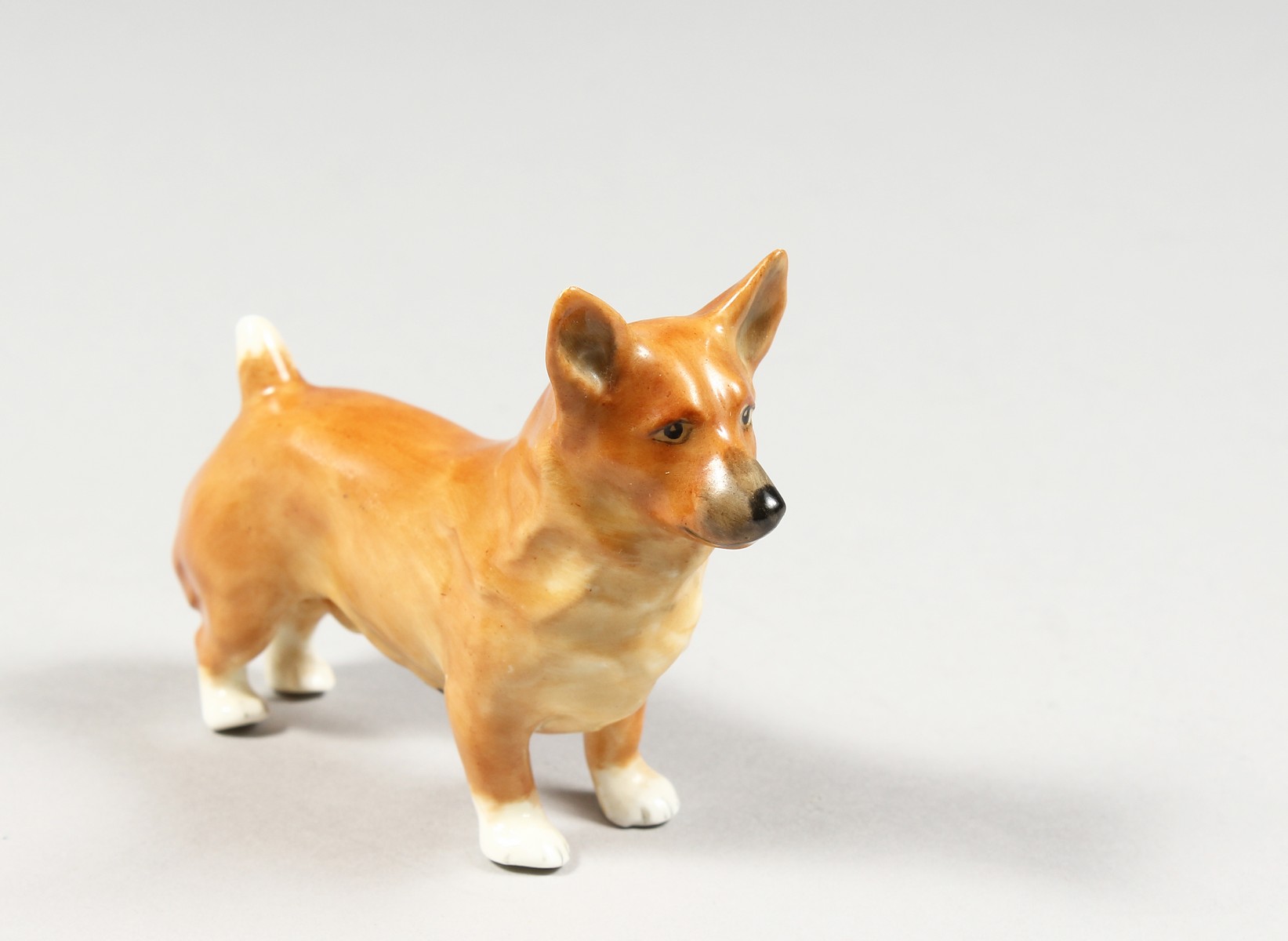 A ROYAL WORCESTER MODEL OF A CORGI, date code 1955 shape 3243.