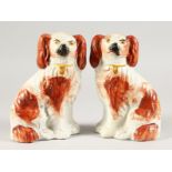 A PAIR OF STAFFORDSHIRE KING CHARLES SPANIELS. 8ins high.