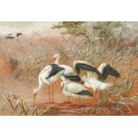 Harry Bright (1846-1895) British, Storks in a landscape, watercolour, signed, 14" x 21", Provenance: